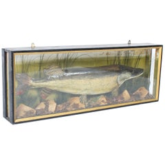 Vintage 23lb Stuffed Pike Mounted in a Glazed Case Taxidermy, 20th Century