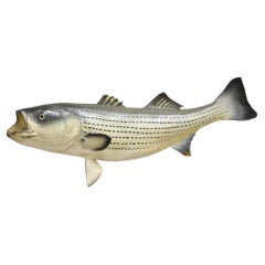 Vintage 50" Large Striped Bass Full Wall Mount Taxidermy Fish Replica