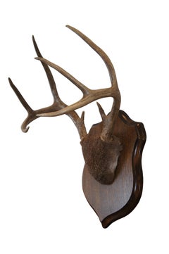 Vintage 8 Point Deer Antler Horn Skull Cap Shield Plaque Taxidermy Mount 17"