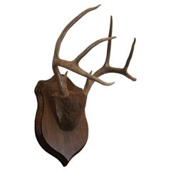 Vintage 8 Point Deer Antler Horn Skull Cap Shield Plaque Taxidermy Mount 17"