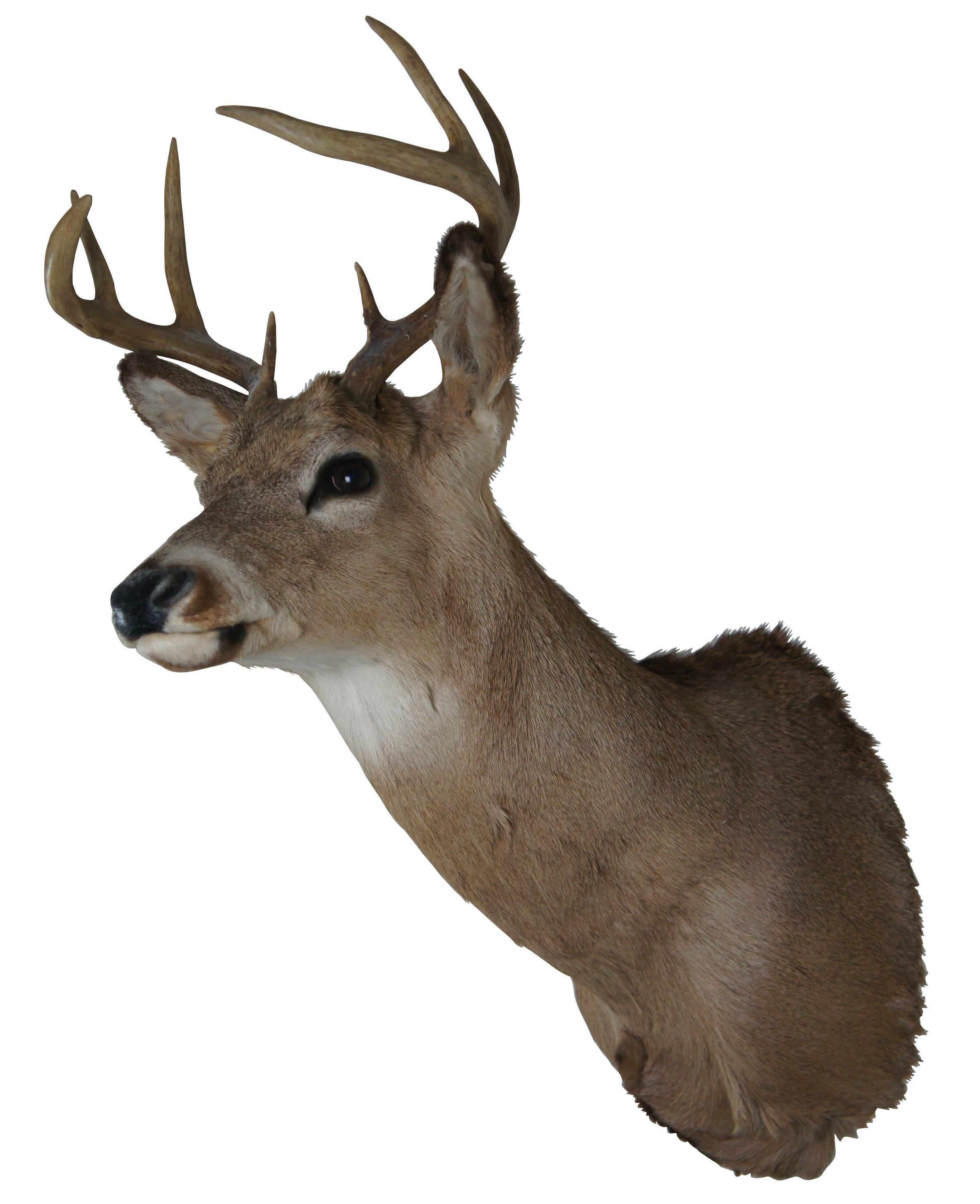 Vintage 8 point taxidermy deer head mount. Features eight point antlers and a nice coat. A well done piece of taxidermy in a nice pose and equally good condition. Mounted wood back, ready to be hung. Measure: 33