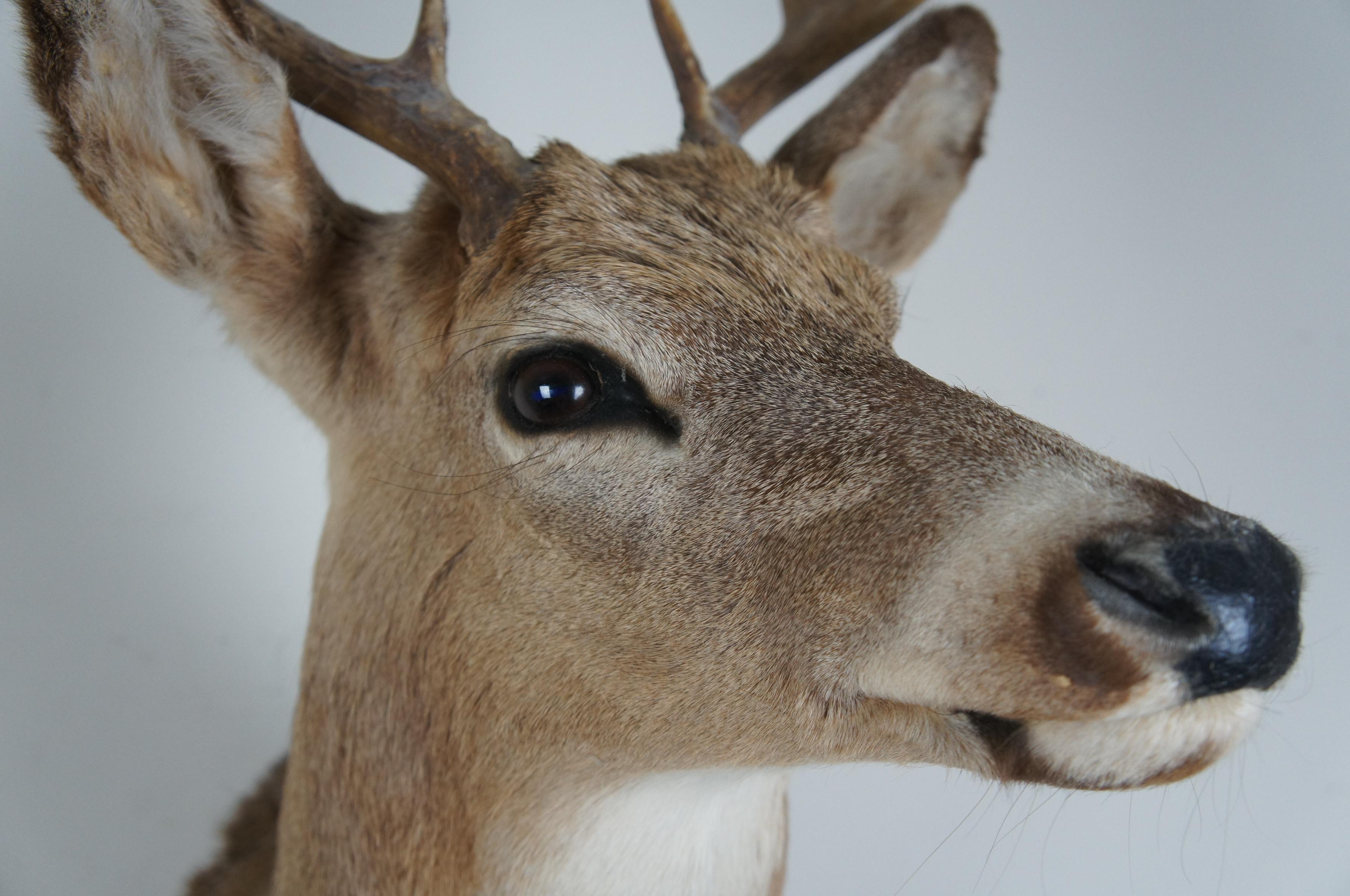8 point deer antlers