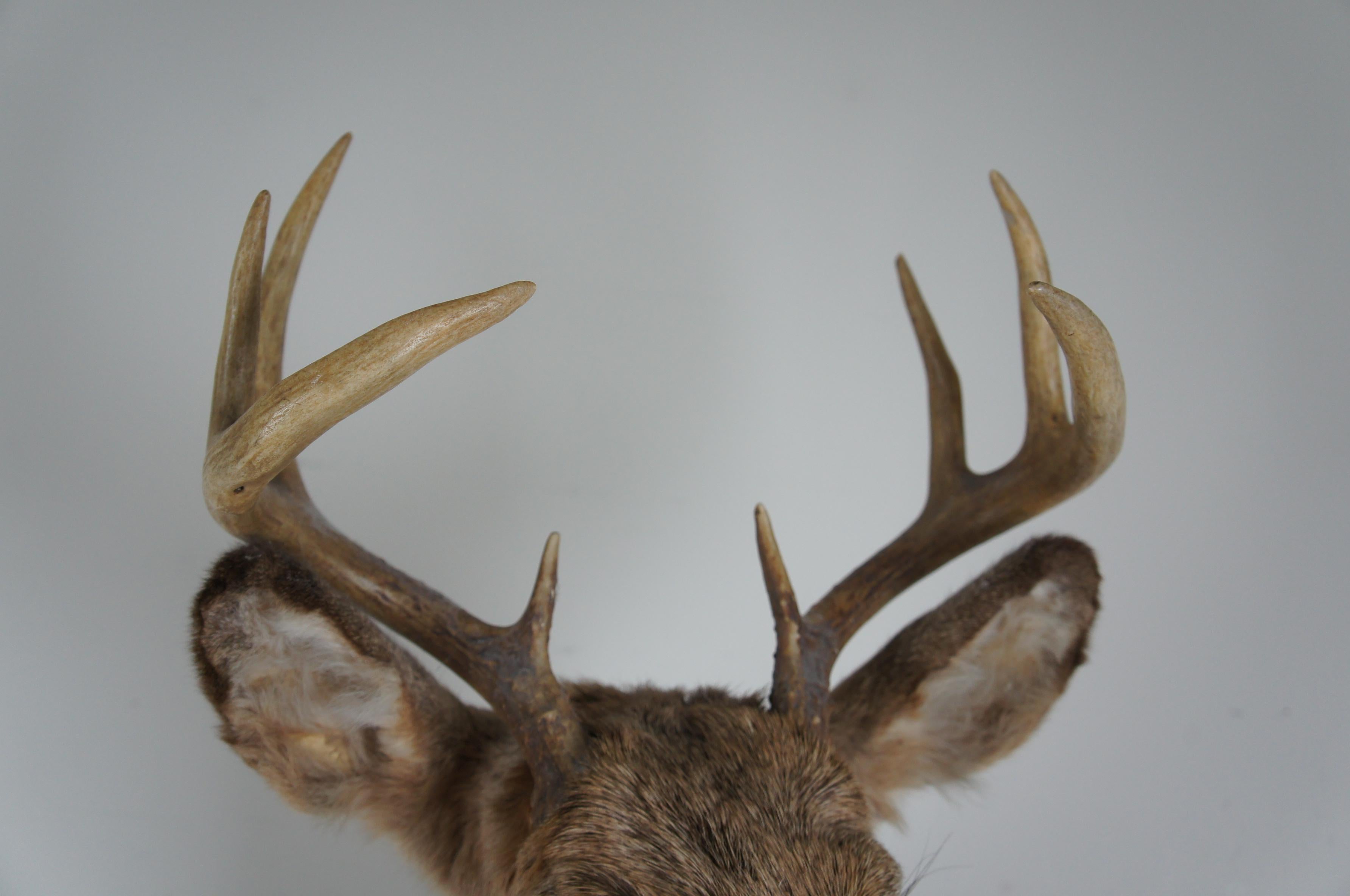 8 point buck antlers