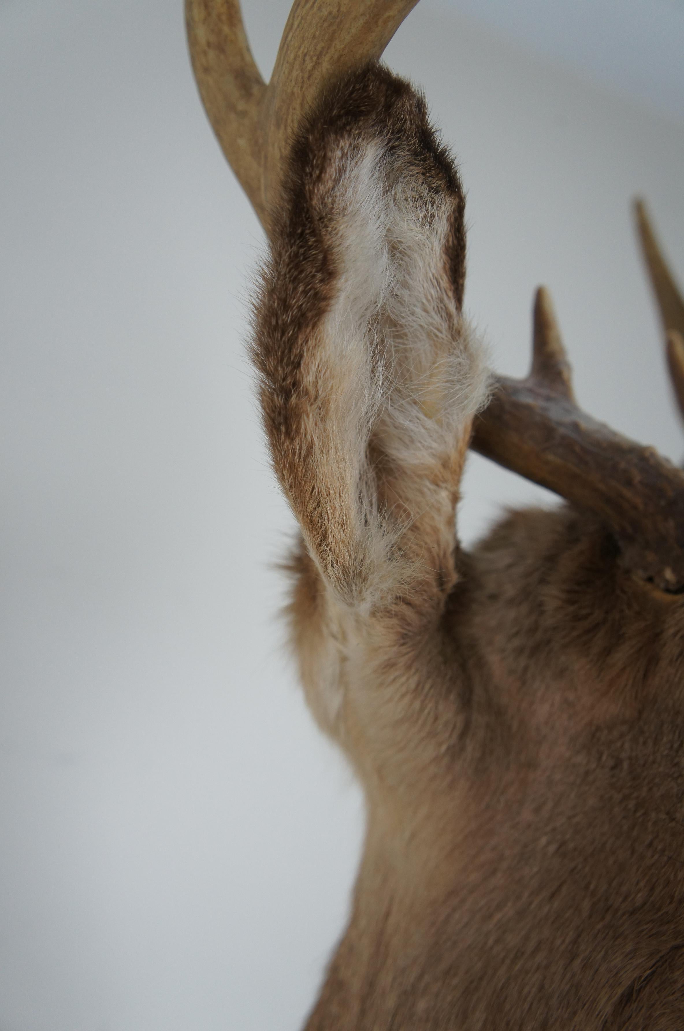 Rustic Vintage 8 Point Taxidermy Deer Head Trophy Mount Antlers Rack