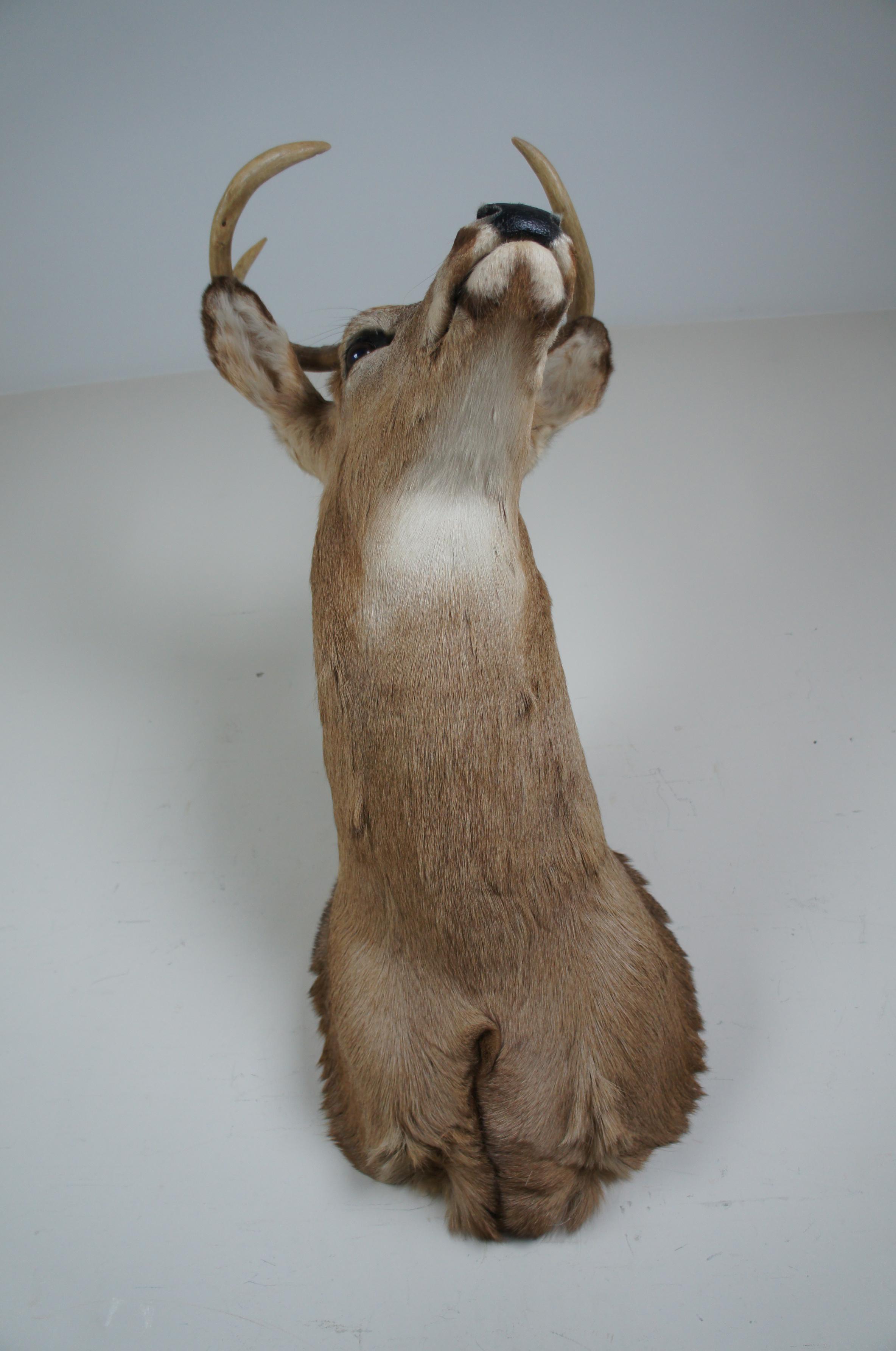 Vintage 8 Point Taxidermy Deer Head Trophy Mount Antlers Rack In Good Condition In Dayton, OH