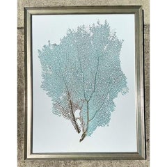 Vintage Aboriginal Coral Fan Print