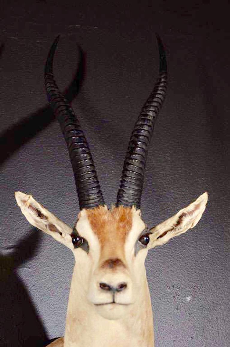 1960s vintage taxidermy of a Thomson's Gazelle. It is distinguished by the dark side stripe that runs from the shoulder to the flank and the white patch on the rump. The Thomson is a dark fawn on the topside and white on the underside. Shoulder