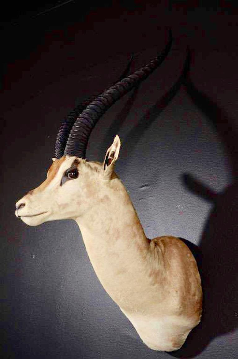 Vintage African Antelope Gazelle Mounted Taxidermy In Good Condition In Fort Lauderdale, FL