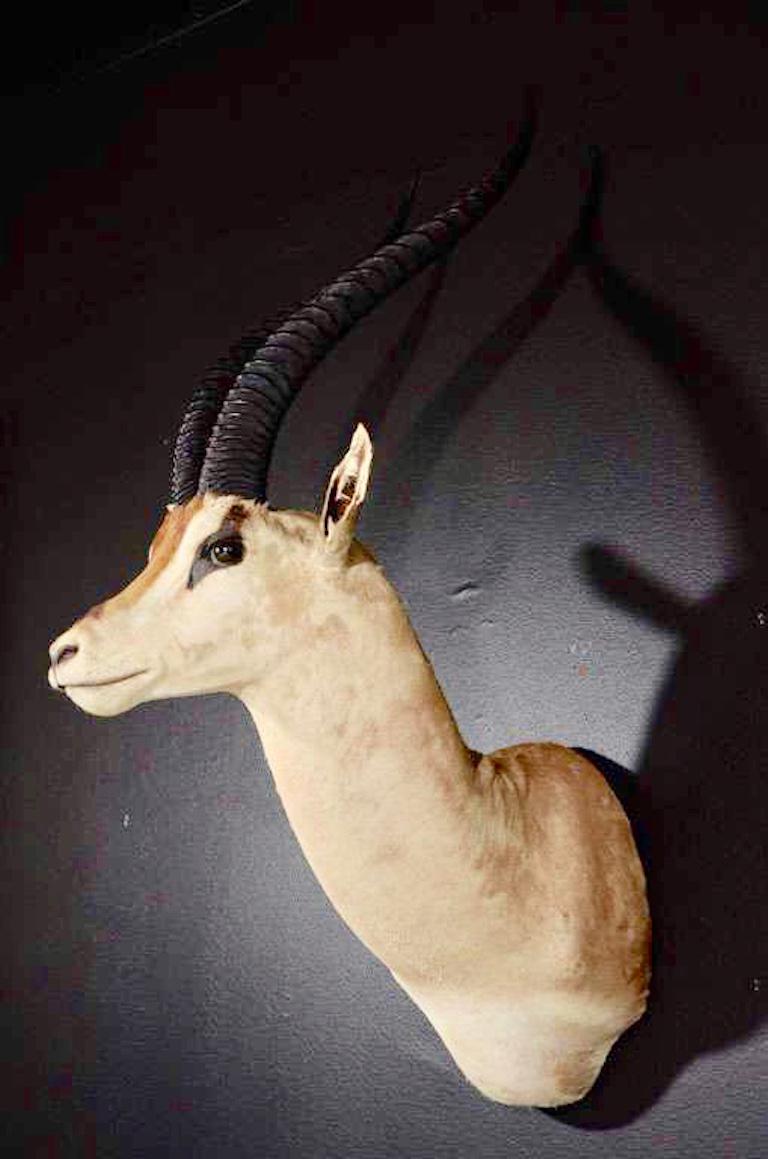 Mid-20th Century Vintage African Antelope Gazelle Mounted Taxidermy