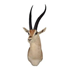 Afrikanische Antelope Gazelle montierte Taxidermie, afrikanisch