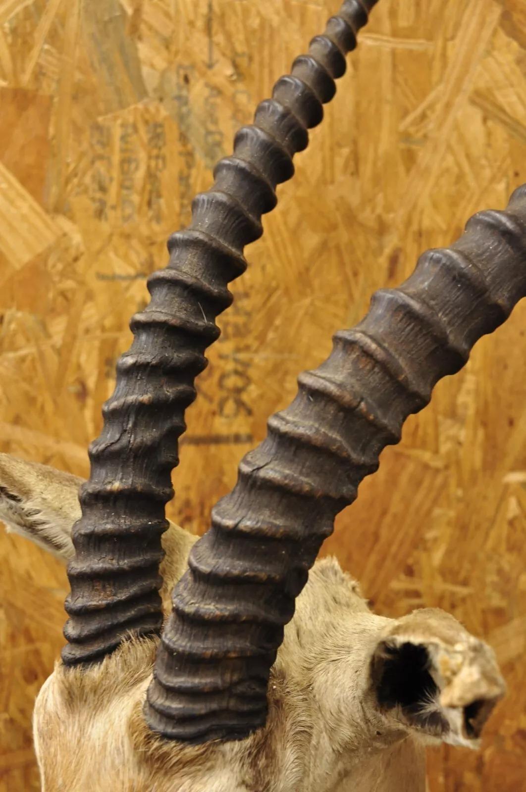 Taxidermia de pared Vintage Antílope africano Cuerno de gacela de Grant para montar en el hombro en venta 2