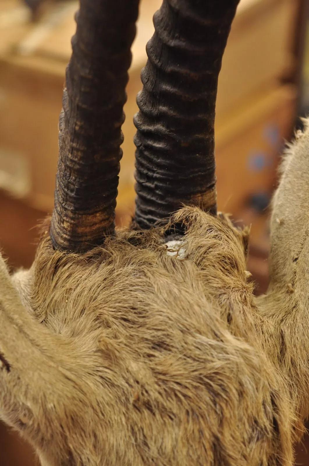 Afrikanische Antelope Grant's Gazelle Horn-Wand Taxidermie, Vintage im Angebot 5