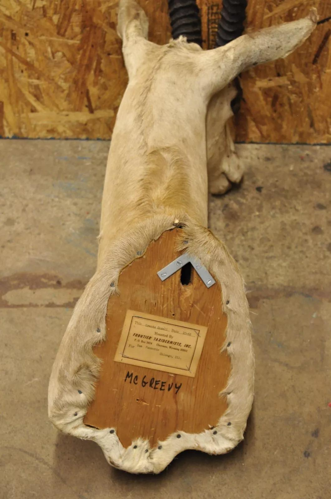 Taxidermia de pared Vintage Antílope africano Cuerno de gacela de Grant para montar en el hombro en venta 3