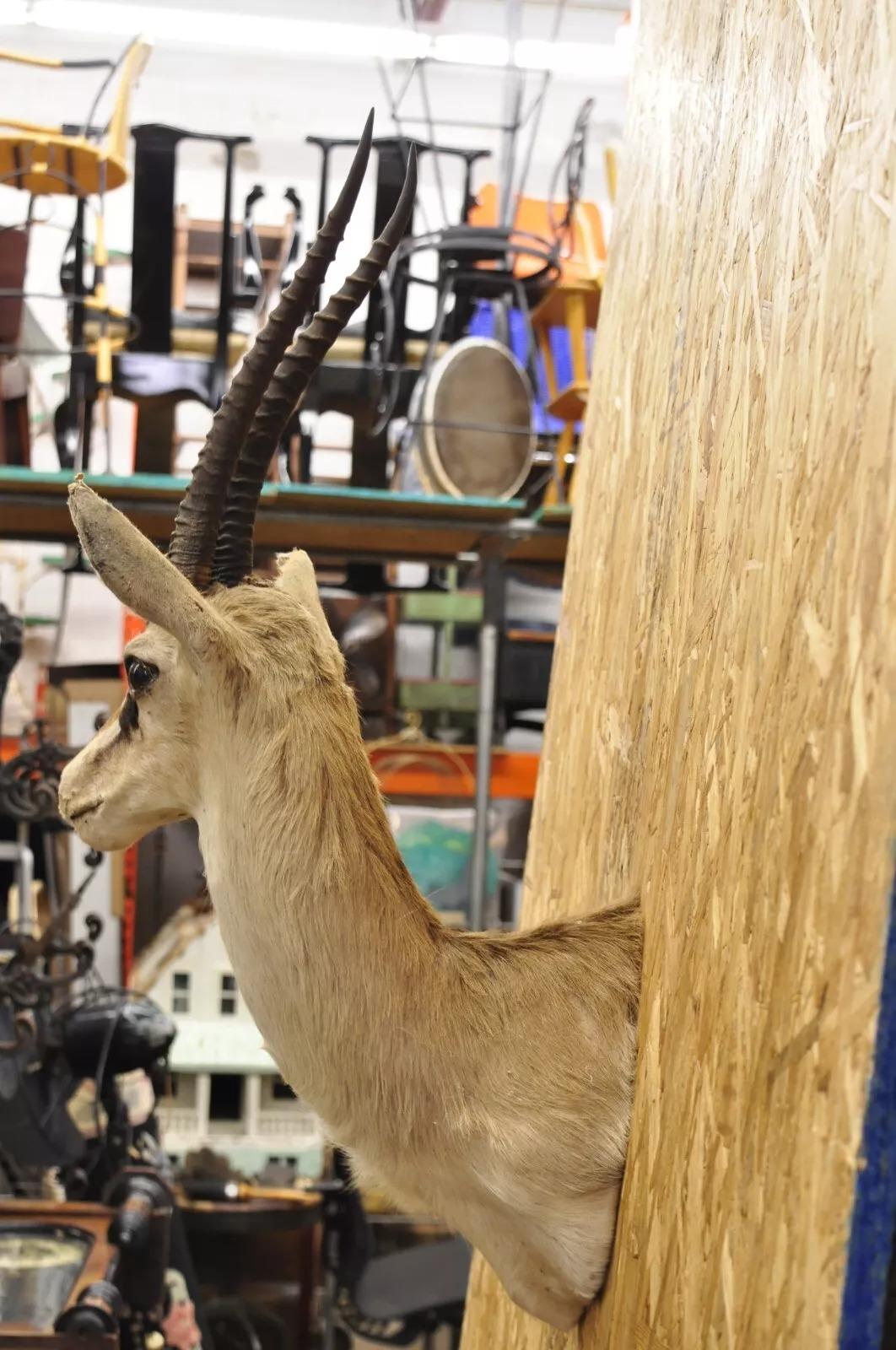 Afrikanische Antelope Grant's Gazelle Horn-Wand Taxidermie, Vintage im Angebot 6