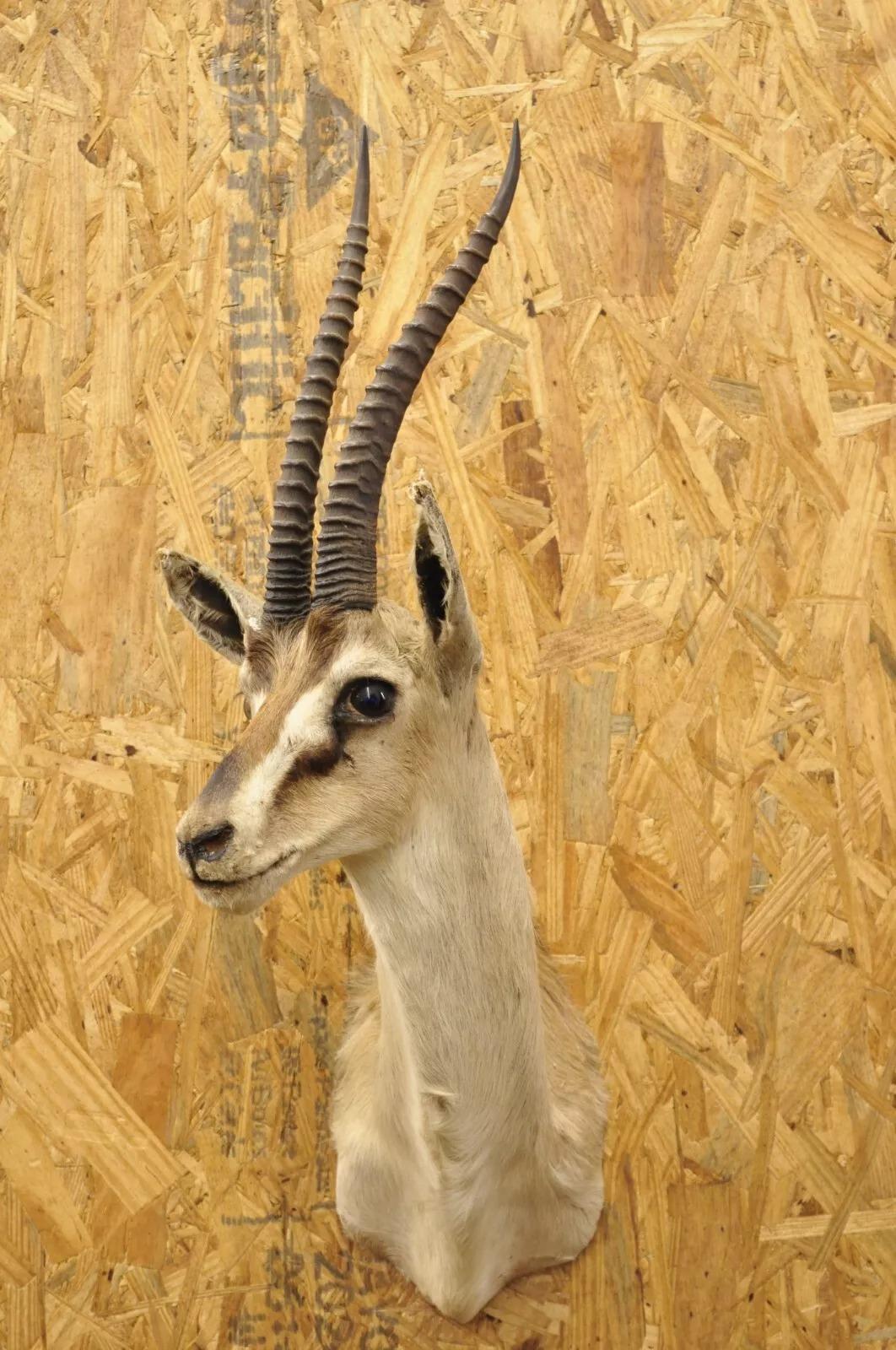 Vintage African Antelope Grant's Gazelle Horn Schulter Mount Wand Taxidermie. Circa Mitte des 20. Jahrhunderts. Abmessungen (insgesamt): 29