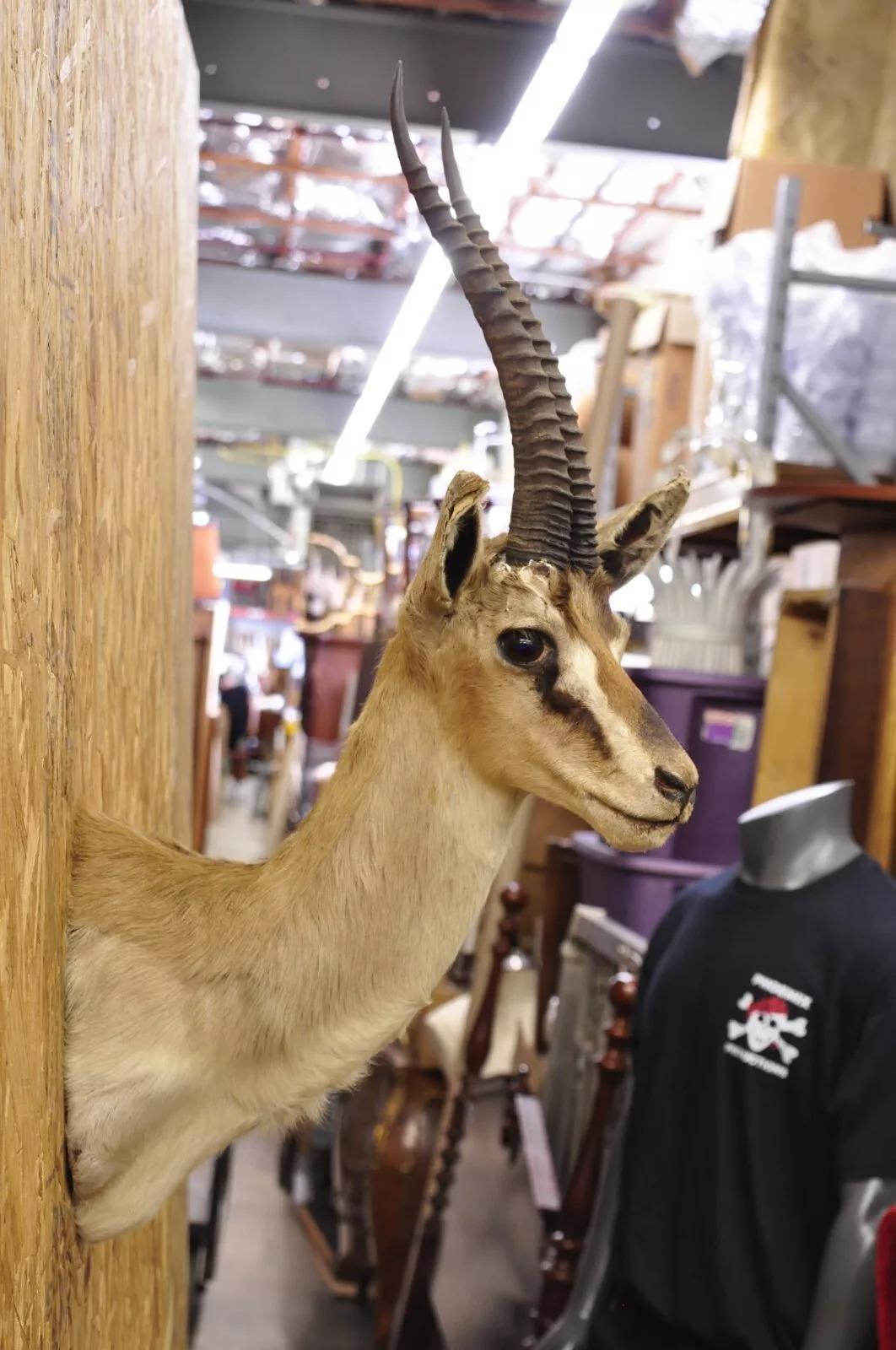 Afrikanische Antelope Grant's Gazelle Horn-Wand Taxidermie, Vintage (Rustikal) im Angebot
