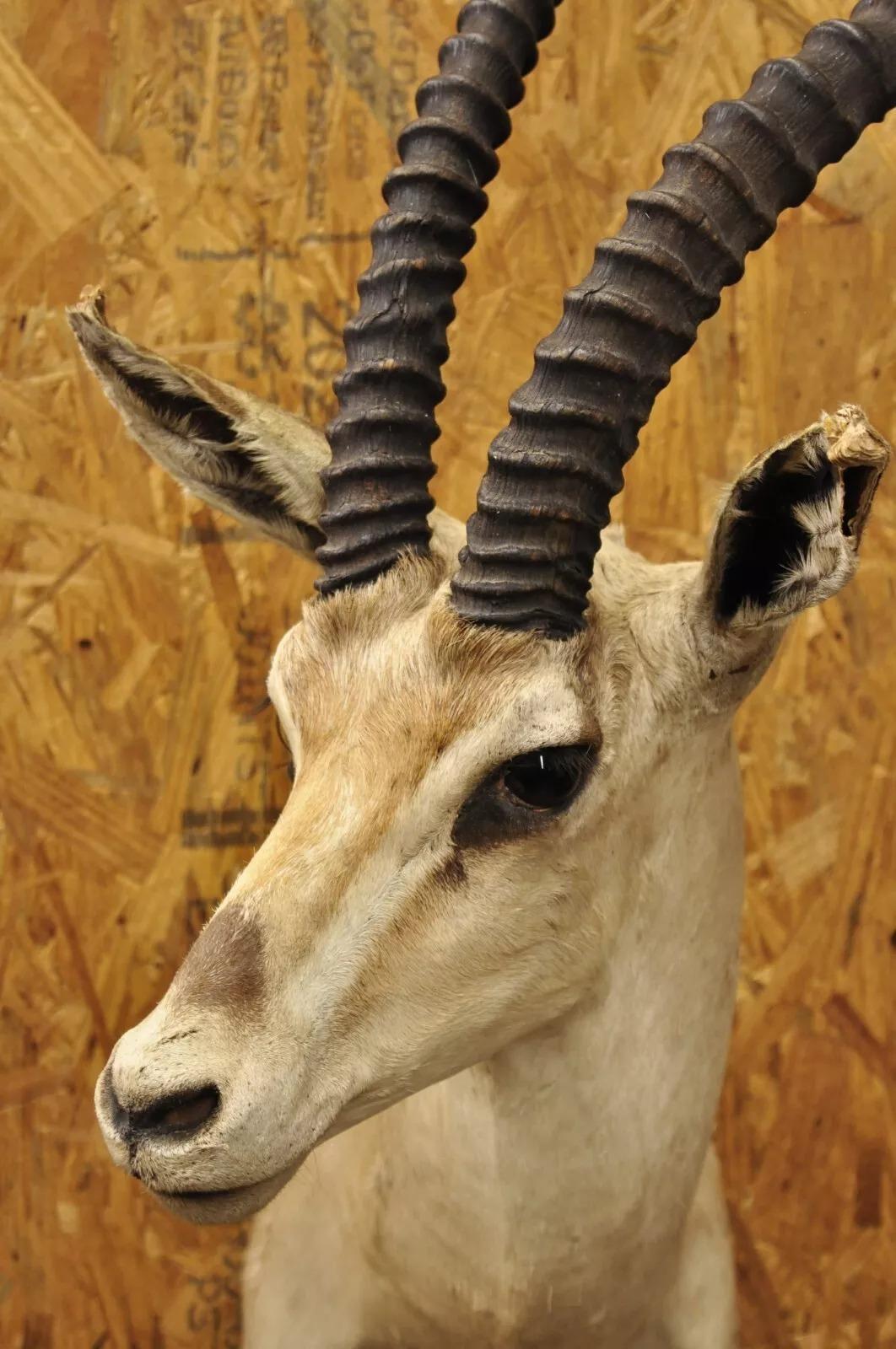 cuernos de gacela animal