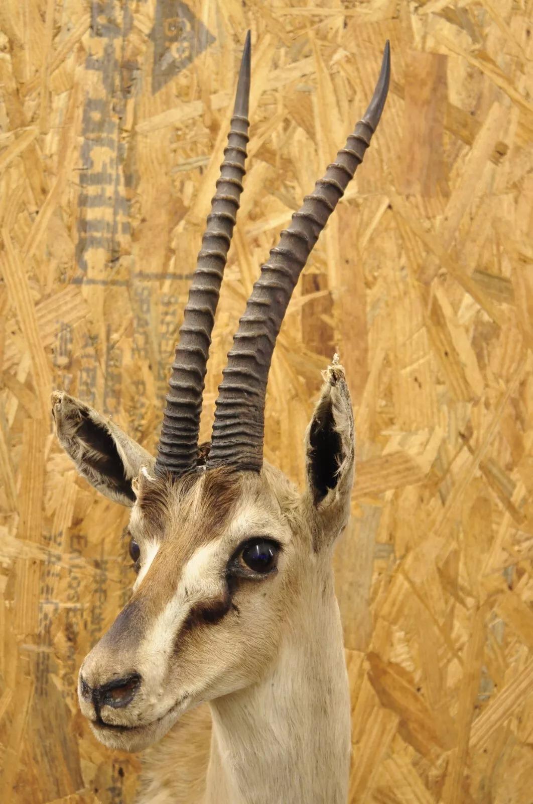 Afrikanische Antelope Grant's Gazelle Horn-Wand Taxidermie, Vintage (Unbekannt) im Angebot