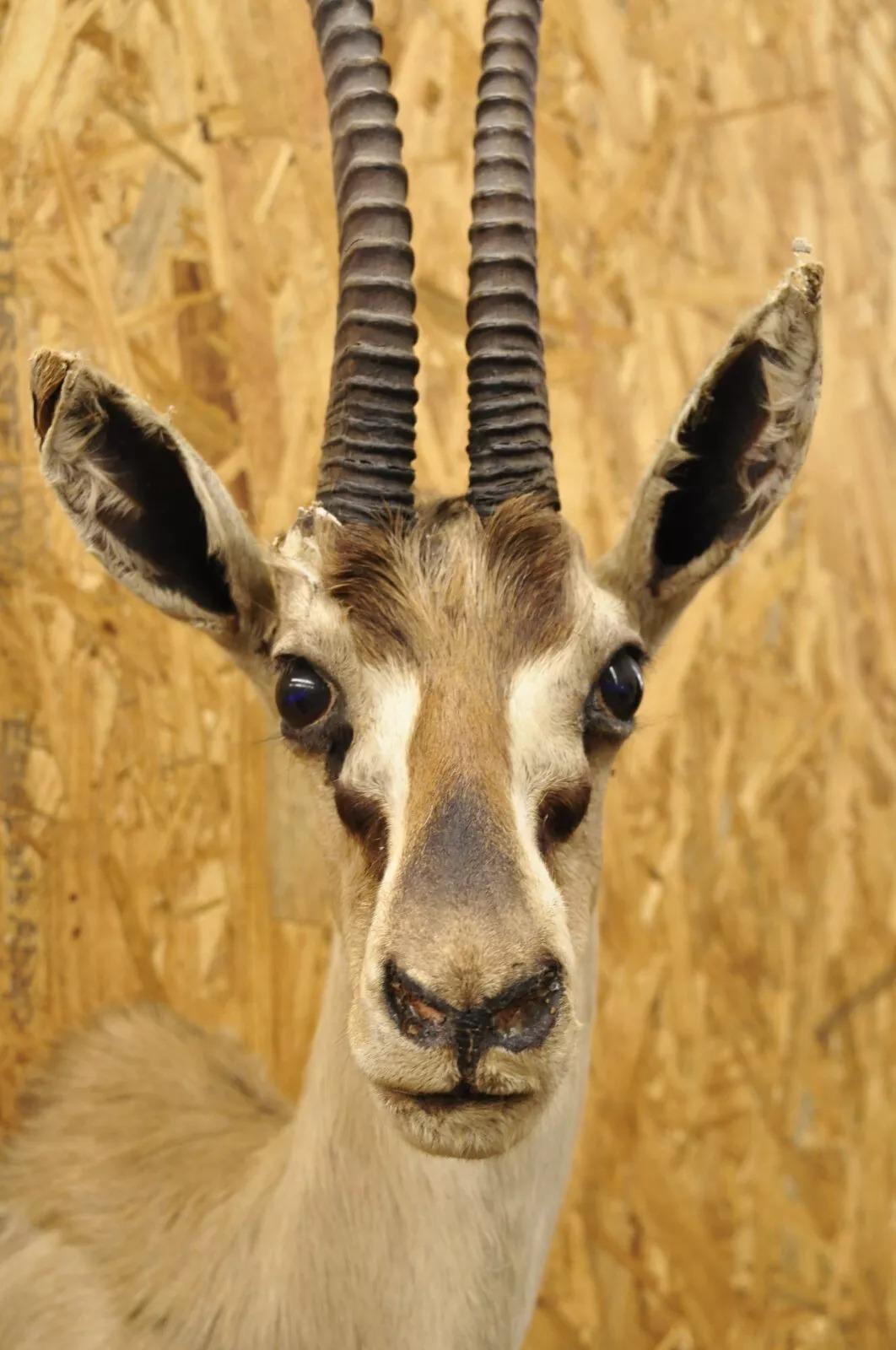 Afrikanische Antelope Grant's Gazelle Horn-Wand Taxidermie, Vintage im Zustand „Gut“ im Angebot in Philadelphia, PA