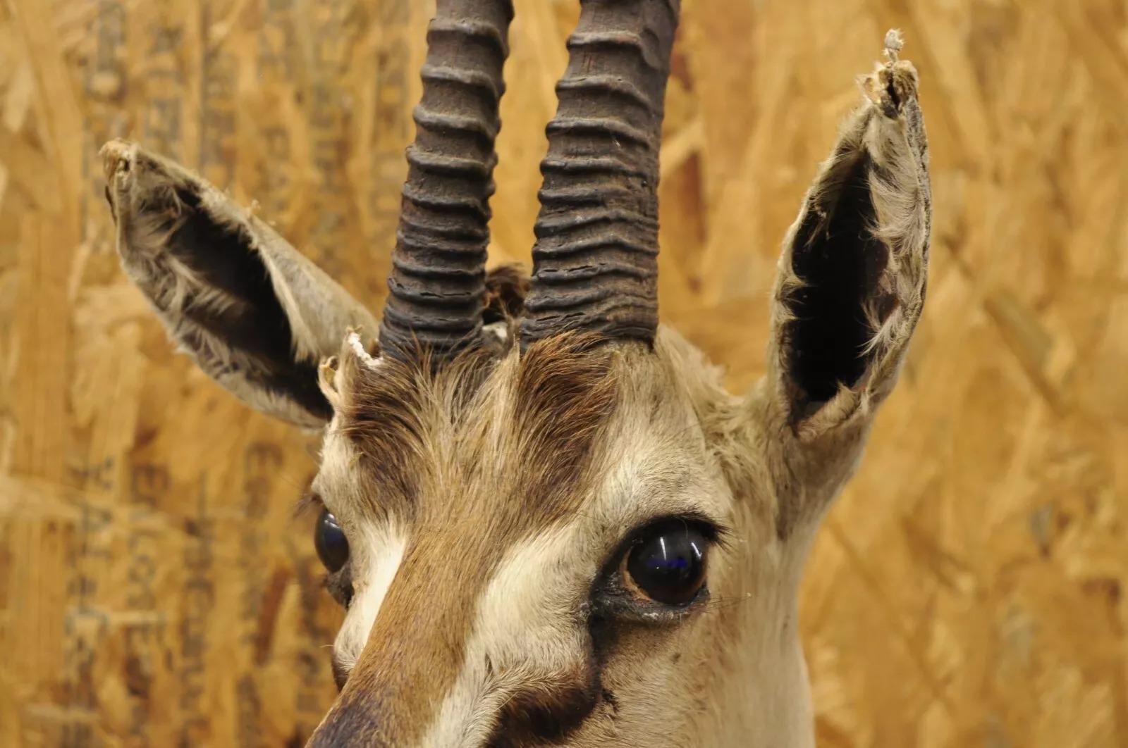 Afrikanische Antelope Grant's Gazelle Horn-Wand Taxidermie, Vintage (20. Jahrhundert) im Angebot