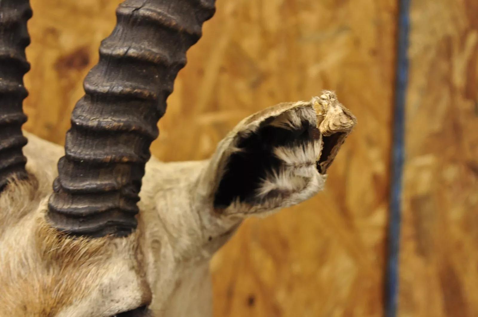 Taxidermia de pared Vintage Antílope africano Cuerno de gacela de Grant para montar en el hombro Desconocido en venta