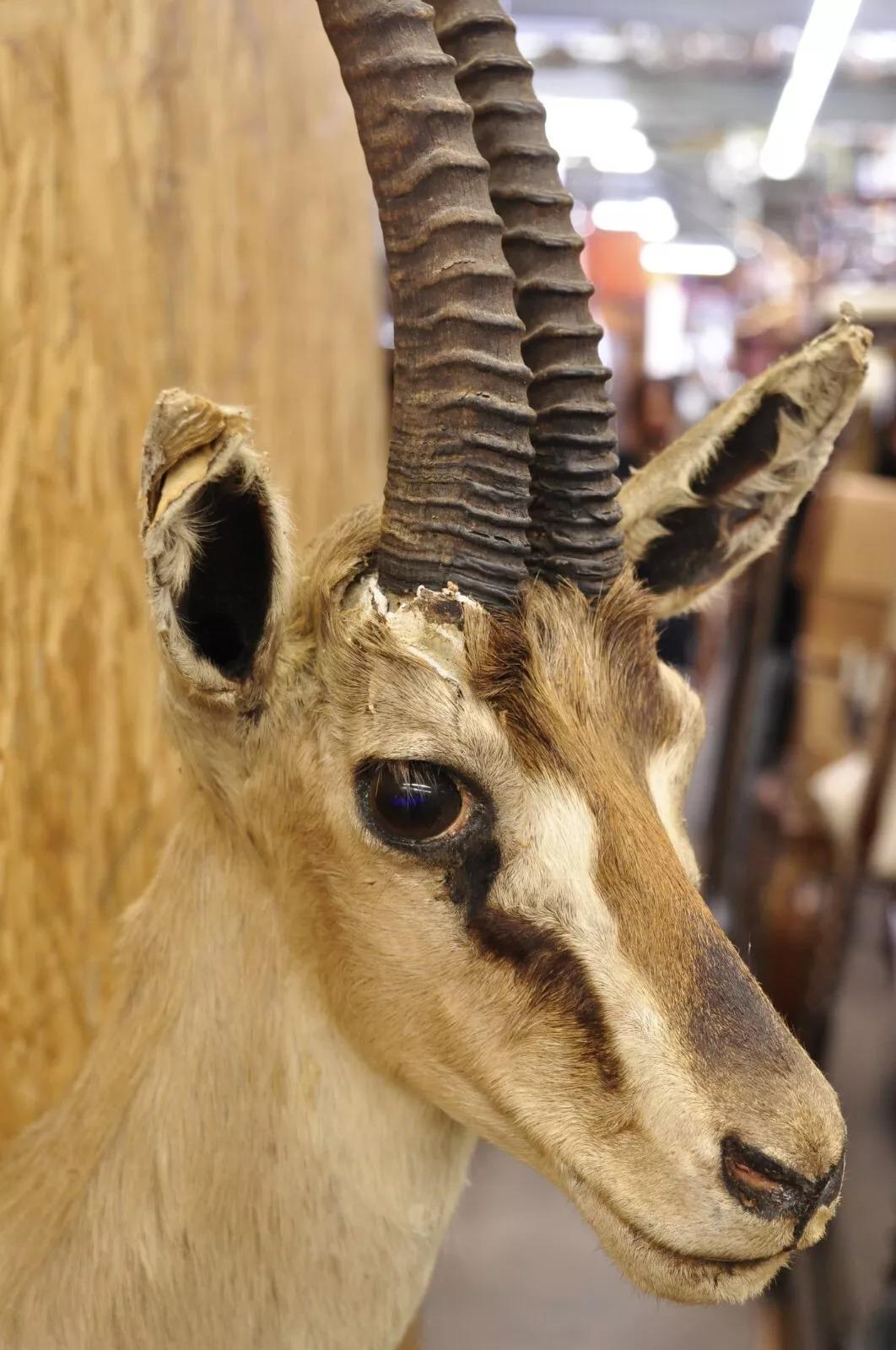 Afrikanische Antelope Grant's Gazelle Horn-Wand Taxidermie, Vintage im Angebot 1