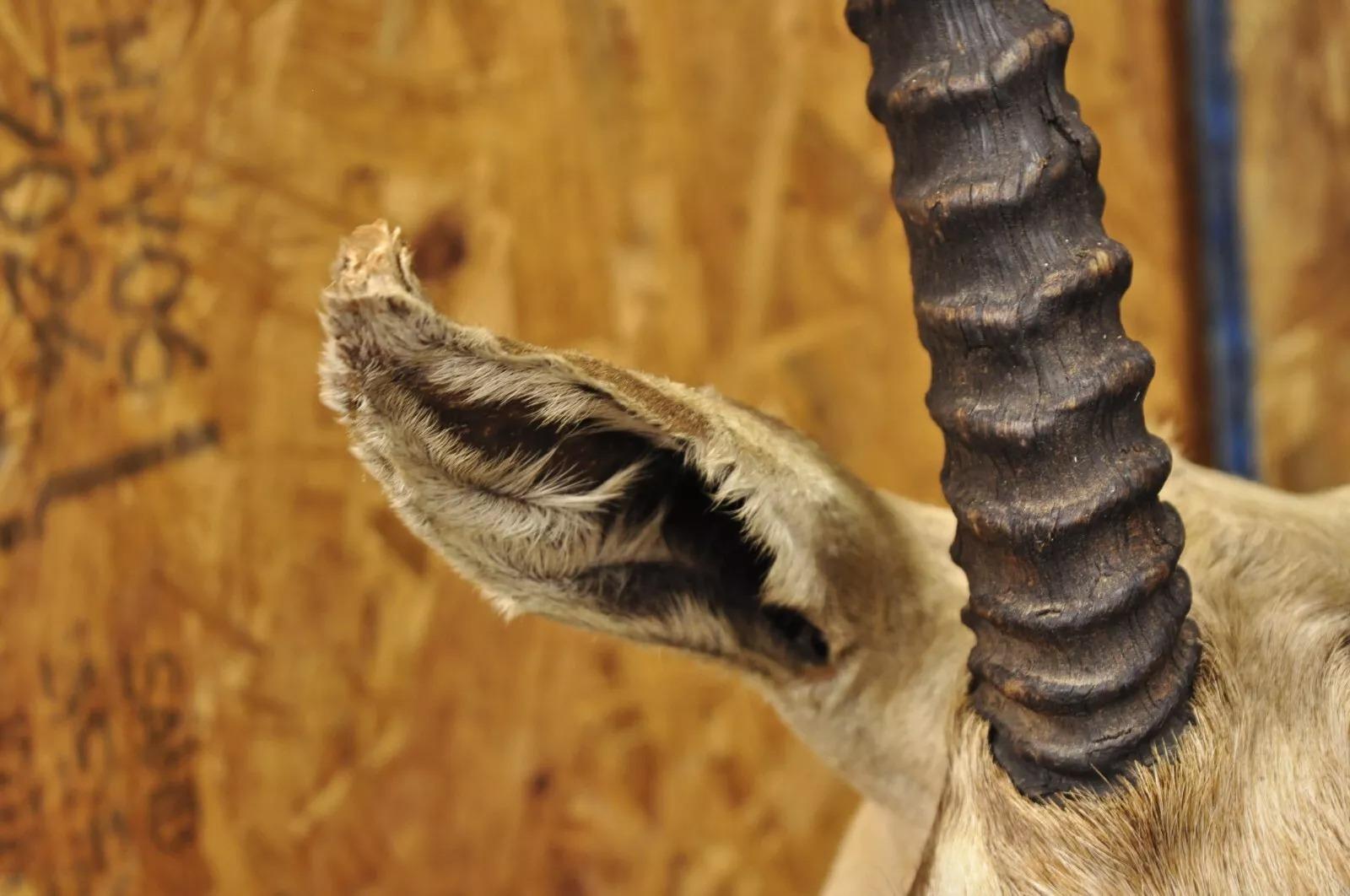 Taxidermia de pared Vintage Antílope africano Cuerno de gacela de Grant para montar en el hombro en Bueno estado para la venta en Philadelphia, PA