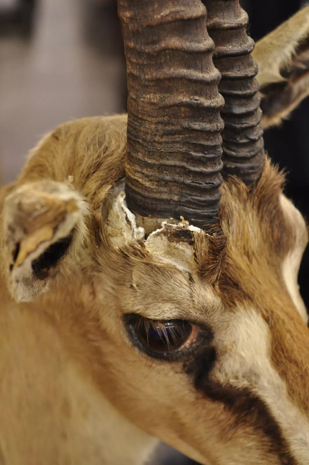 Afrikanische Antelope Grant's Gazelle Horn-Wand Taxidermie, Vintage im Angebot 2