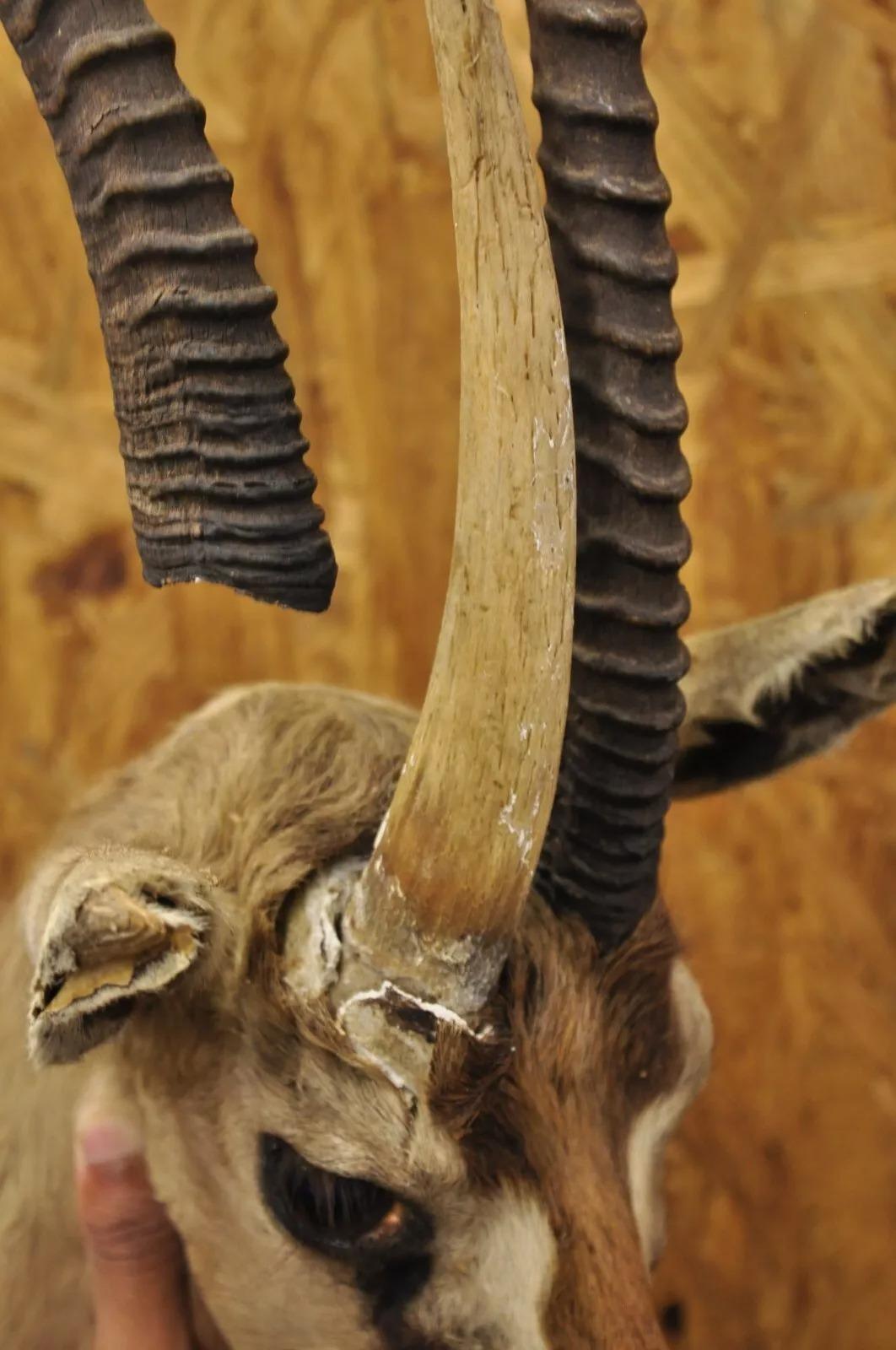 Afrikanische Antelope Grant's Gazelle Horn-Wand Taxidermie, Vintage im Angebot 3