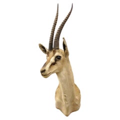 Afrikanische Antelope Grant's Gazelle Horn-Wand Taxidermie, Vintage