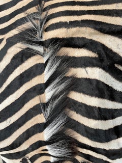 Vintage African Burchell Zebra Hide Rug