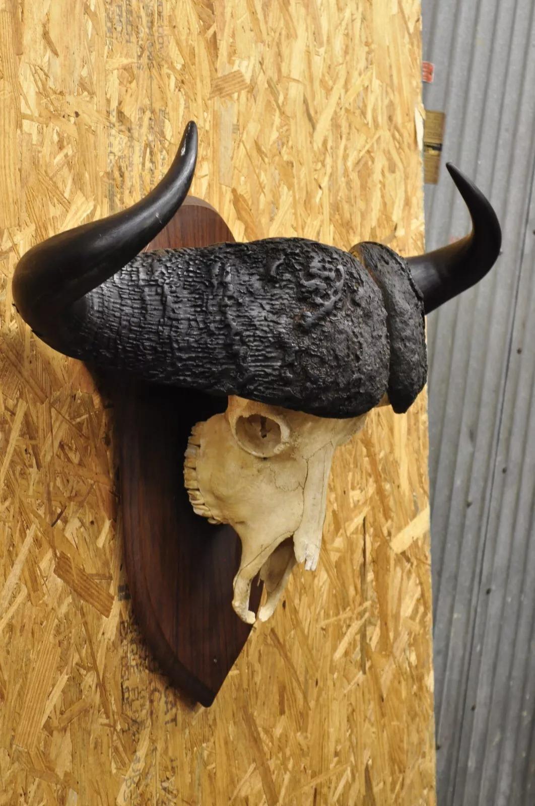Vintage African Cape Buffalo Skull European Mount on Wooden Plaque Taxidermy For Sale 3