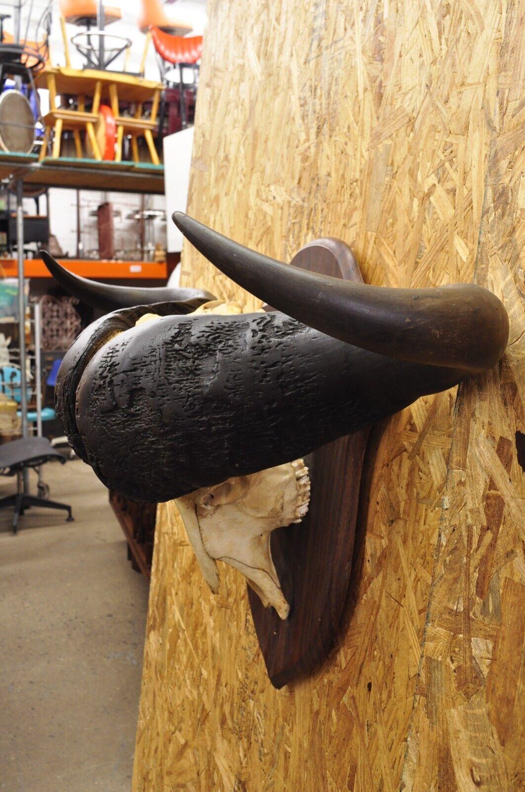 Vintage African Cape Buffalo Skull European Mount on Wooden Plaque Taxidermy For Sale 4