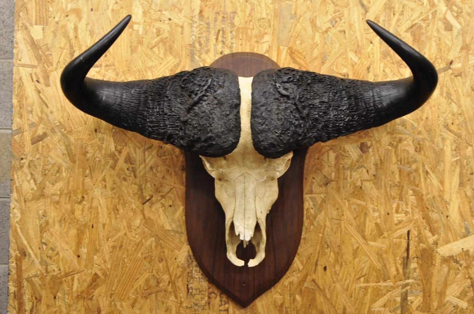 Vintage African Cape Buffalo Skull European Mount on Wooden Plaque Taxidermy For Sale 4