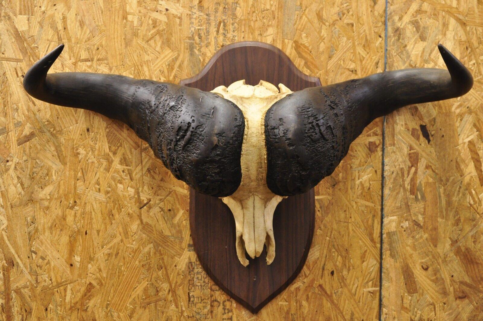 Vintage African Cape Buffalo Skull European Mount on Wooden Plaque Taxidermy For Sale 5