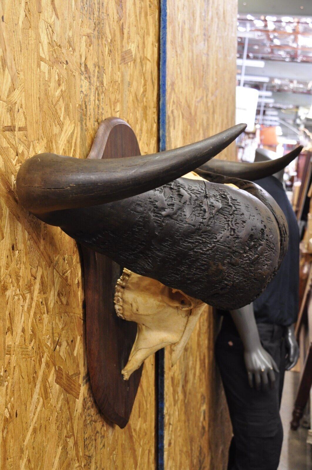 Rustic Vintage African Cape Buffalo Skull European Mount on Wooden Plaque Taxidermy For Sale