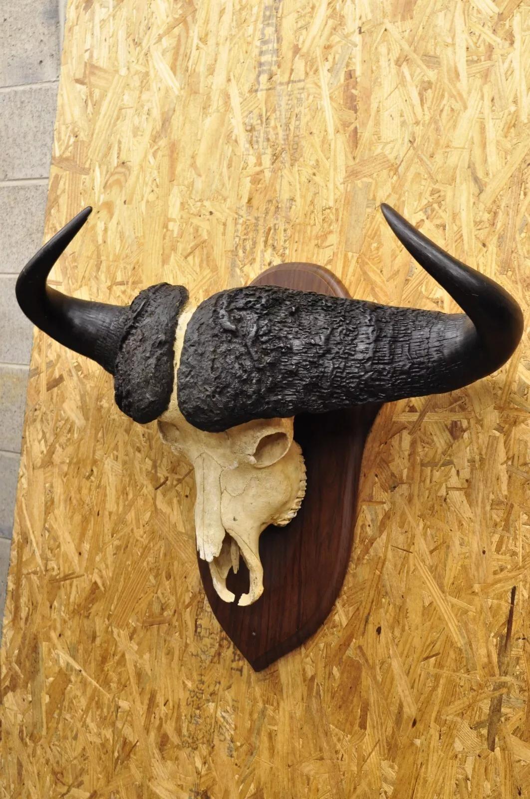 Rustic Vintage African Cape Buffalo Skull European Mount on Wooden Plaque Taxidermy For Sale