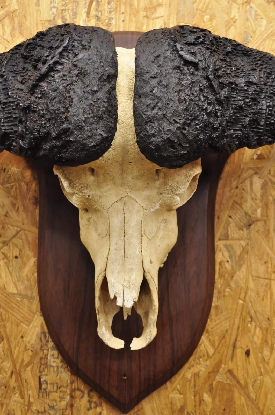 cape buffalo euro mount