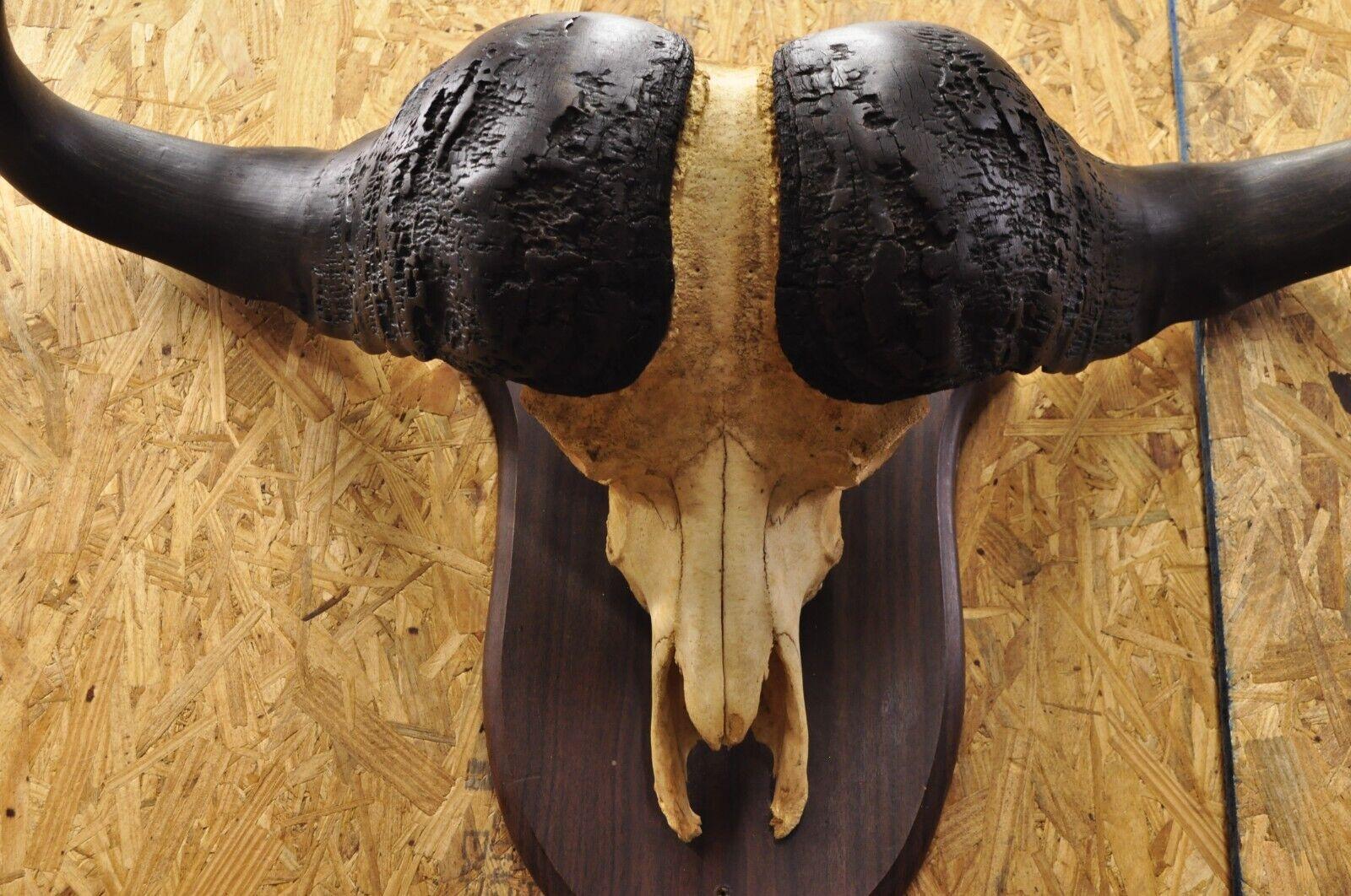 Unknown Vintage African Cape Buffalo Skull European Mount on Wooden Plaque Taxidermy For Sale