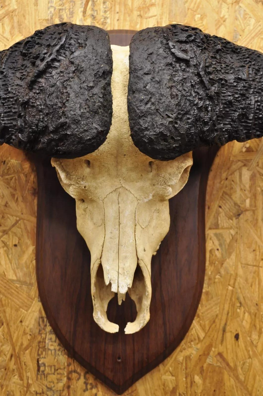 Unknown Vintage African Cape Buffalo Skull European Mount on Wooden Plaque Taxidermy For Sale