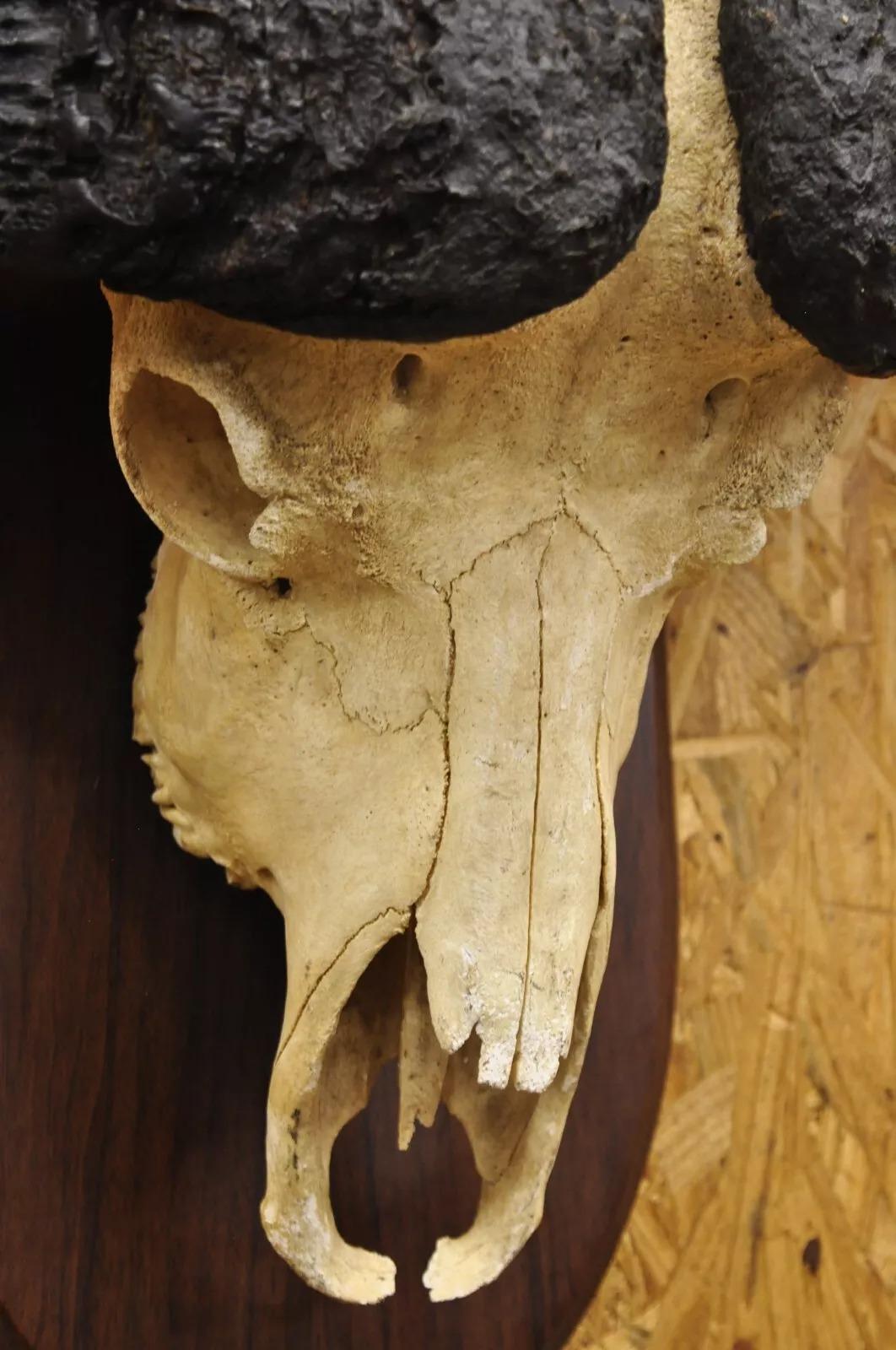 Vintage African Cape Buffalo Skull European Mount on Wooden Plaque Taxidermy In Good Condition For Sale In Philadelphia, PA
