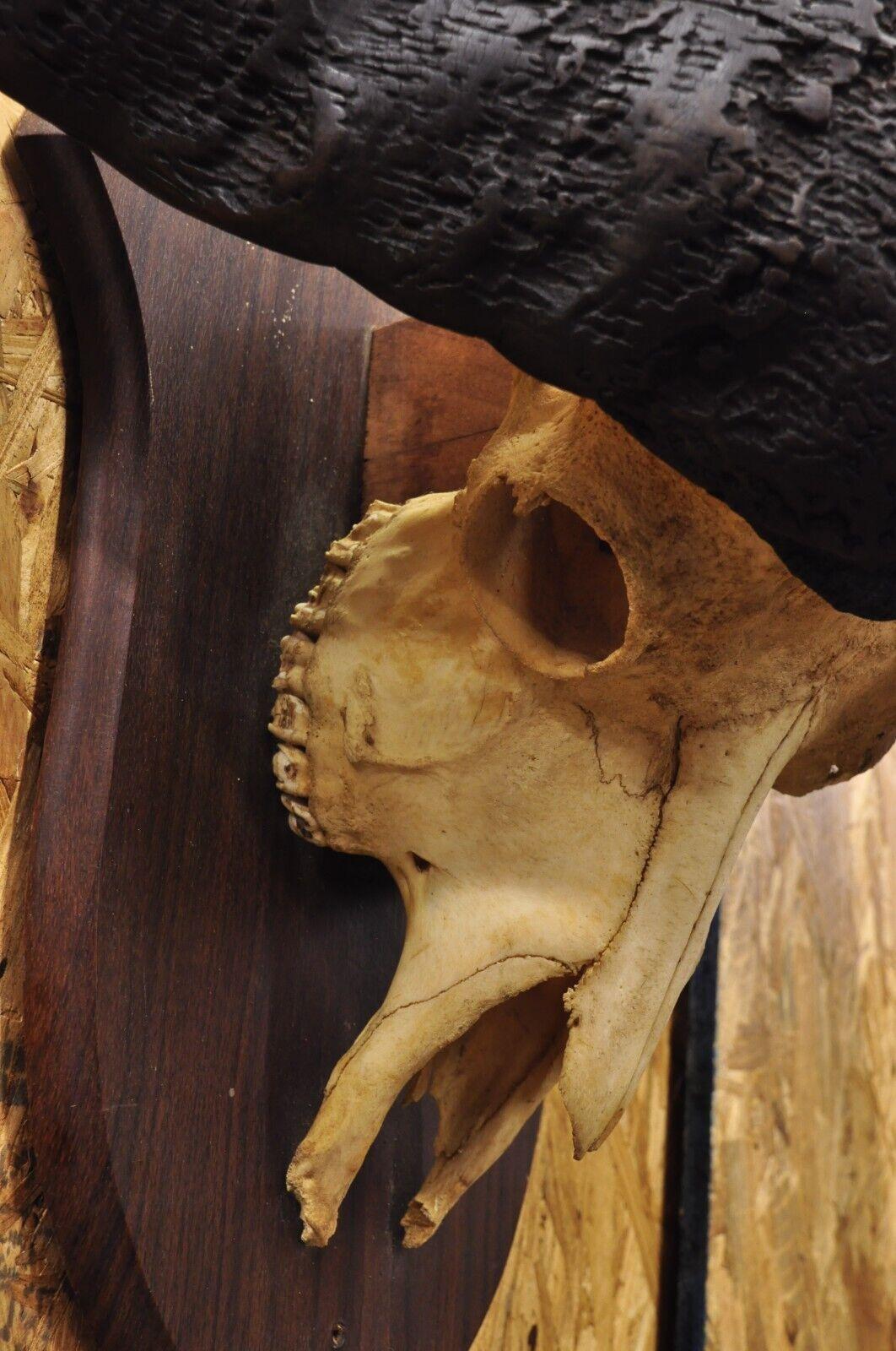 20th Century Vintage African Cape Buffalo Skull European Mount on Wooden Plaque Taxidermy For Sale