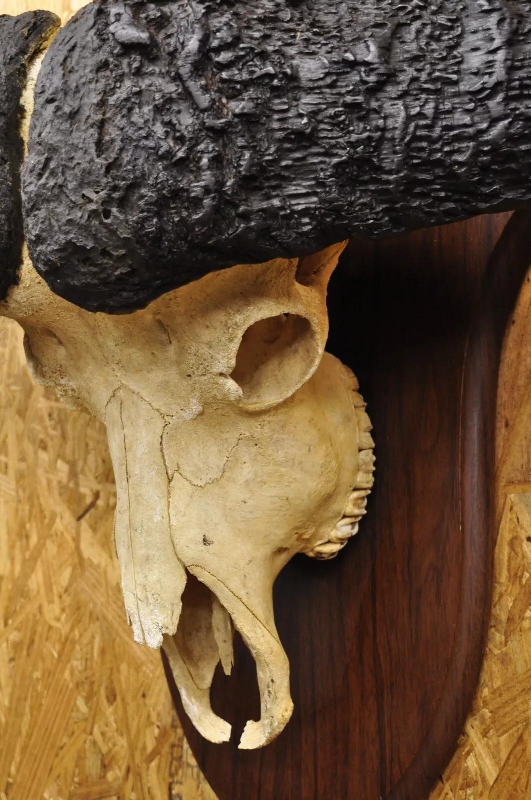 20th Century Vintage African Cape Buffalo Skull European Mount on Wooden Plaque Taxidermy For Sale