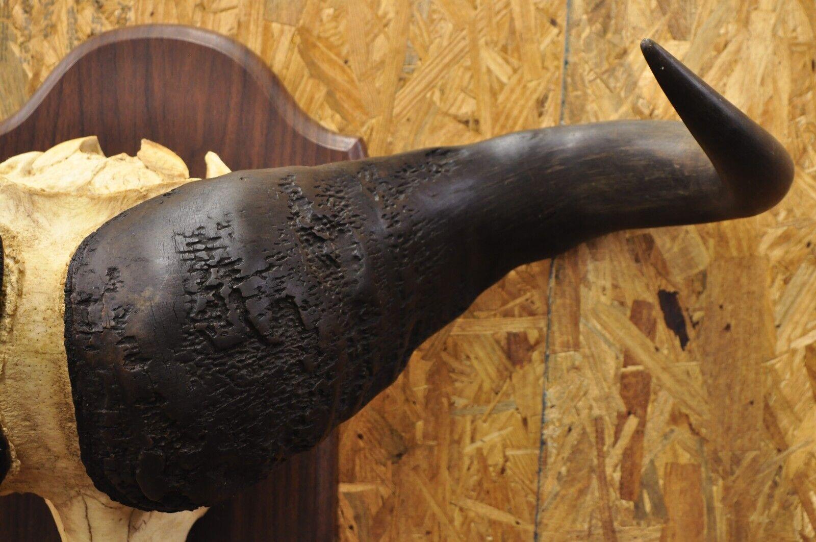 Horn Vintage African Cape Buffalo Skull European Mount on Wooden Plaque Taxidermy For Sale