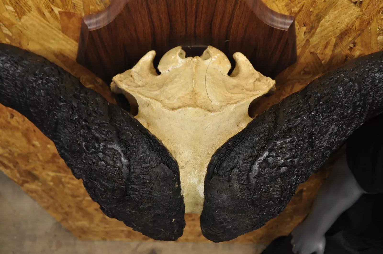 Horn Vintage African Cape Buffalo Skull European Mount on Wooden Plaque Taxidermy For Sale