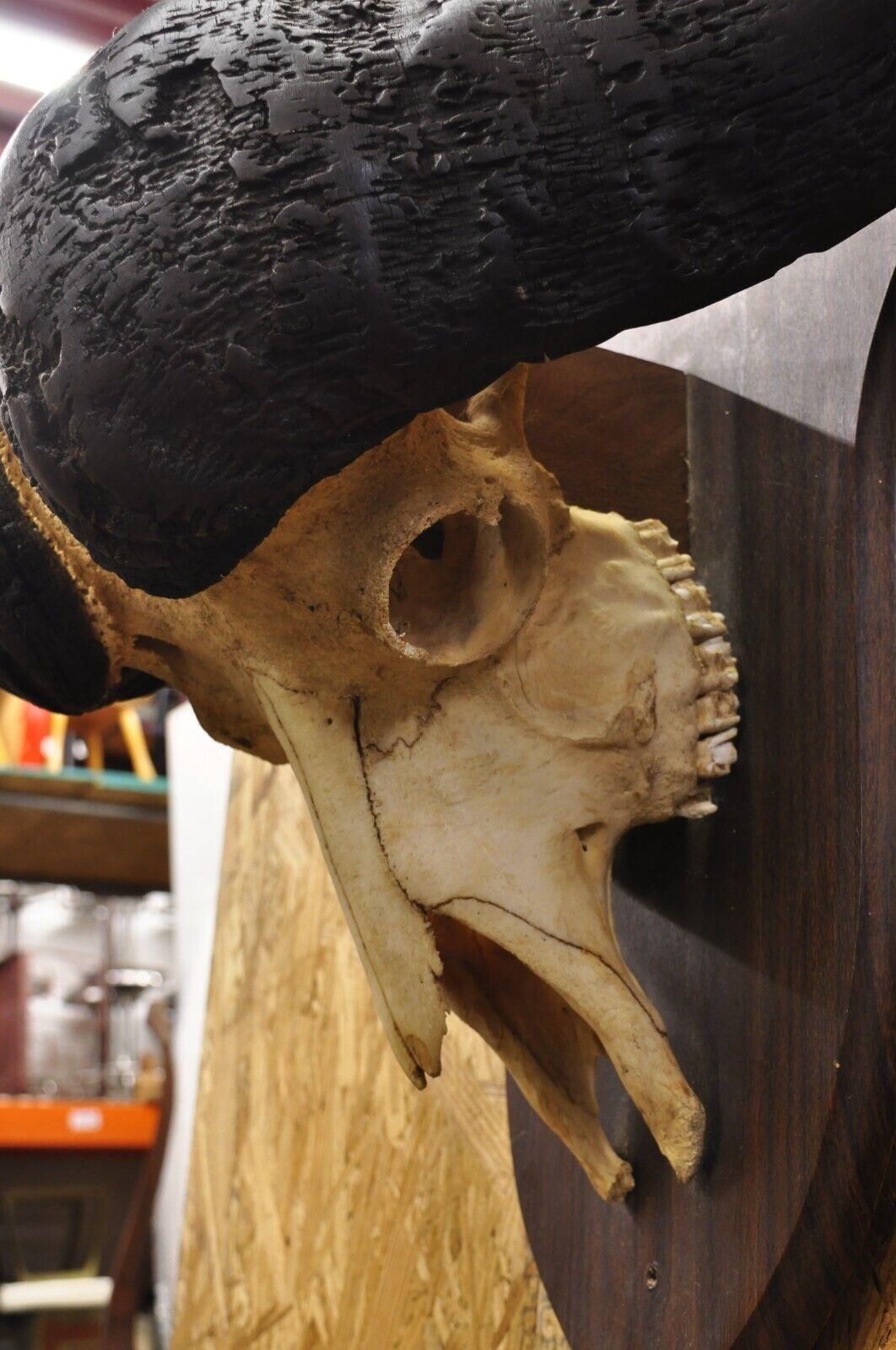 Vintage African Cape Buffalo Skull European Mount on Wooden Plaque Taxidermy For Sale 1