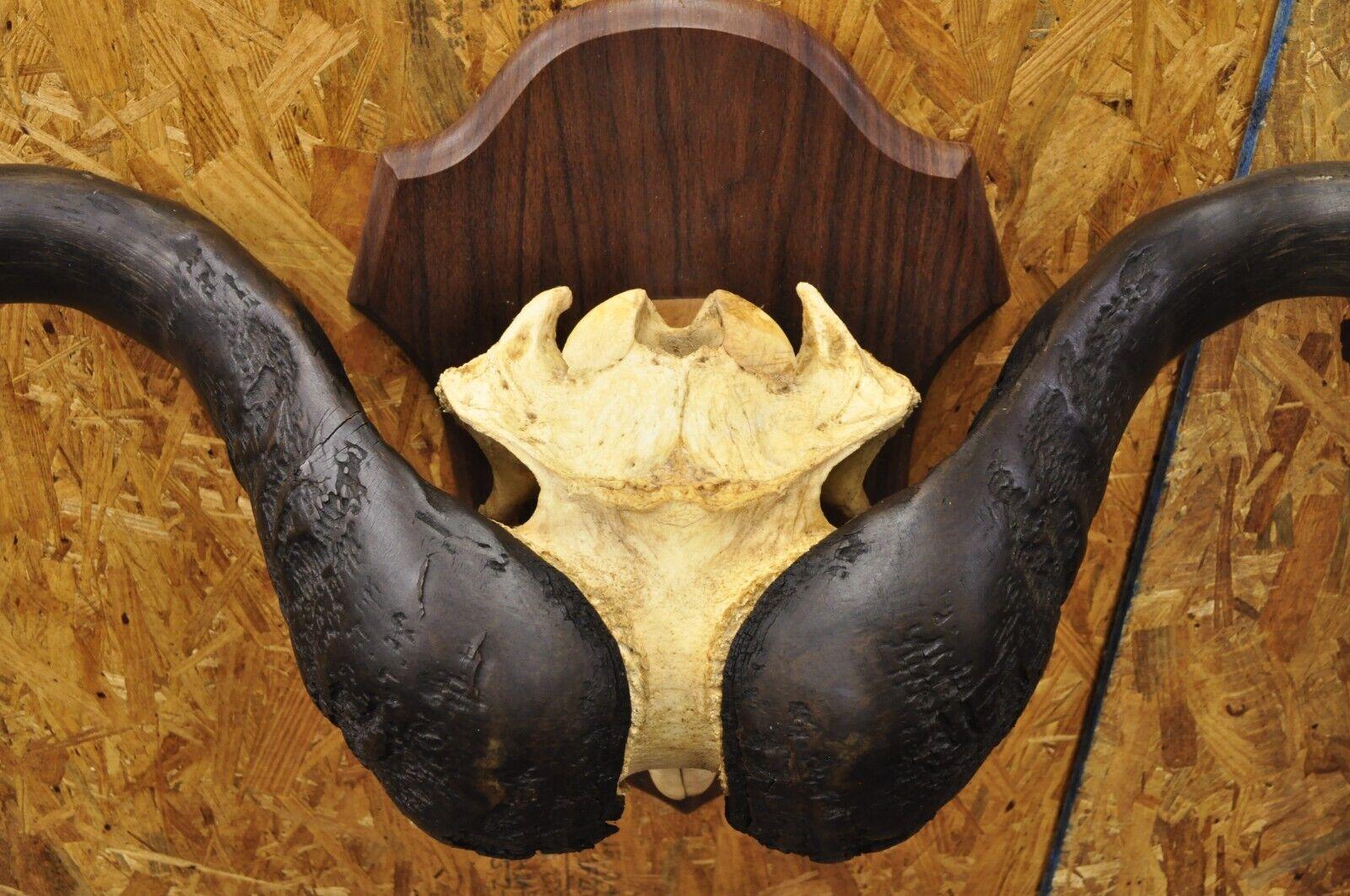 Vintage African Cape Buffalo Skull European Mount on Wooden Plaque Taxidermy For Sale 2