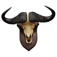Vintage African Cape Buffalo Skull European Mount on Wooden Plaque Taxidermy
