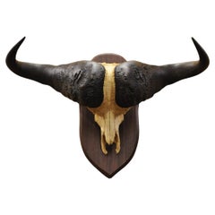 Vintage African Cape Buffalo Skull European Mount auf Holzplakette Taxidermie