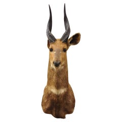 Afrikanischer Cape Bushbuck Taxidermie Umhängetasche/Wandschmuck, Vintage